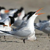 Elegant Tern